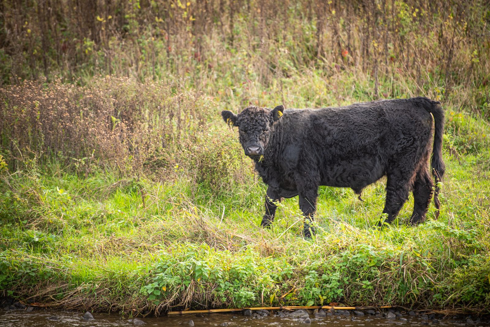 Een zwart Gallowayrund in de begroeiing langs de Grensmaas
