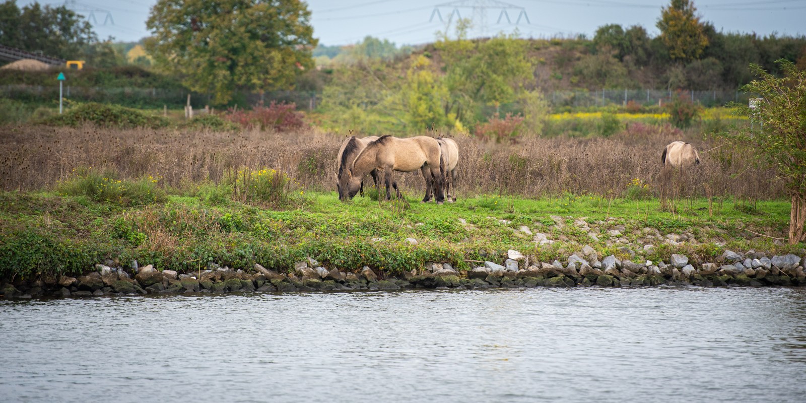 Paarden grazen op de oever bij Koningssteen