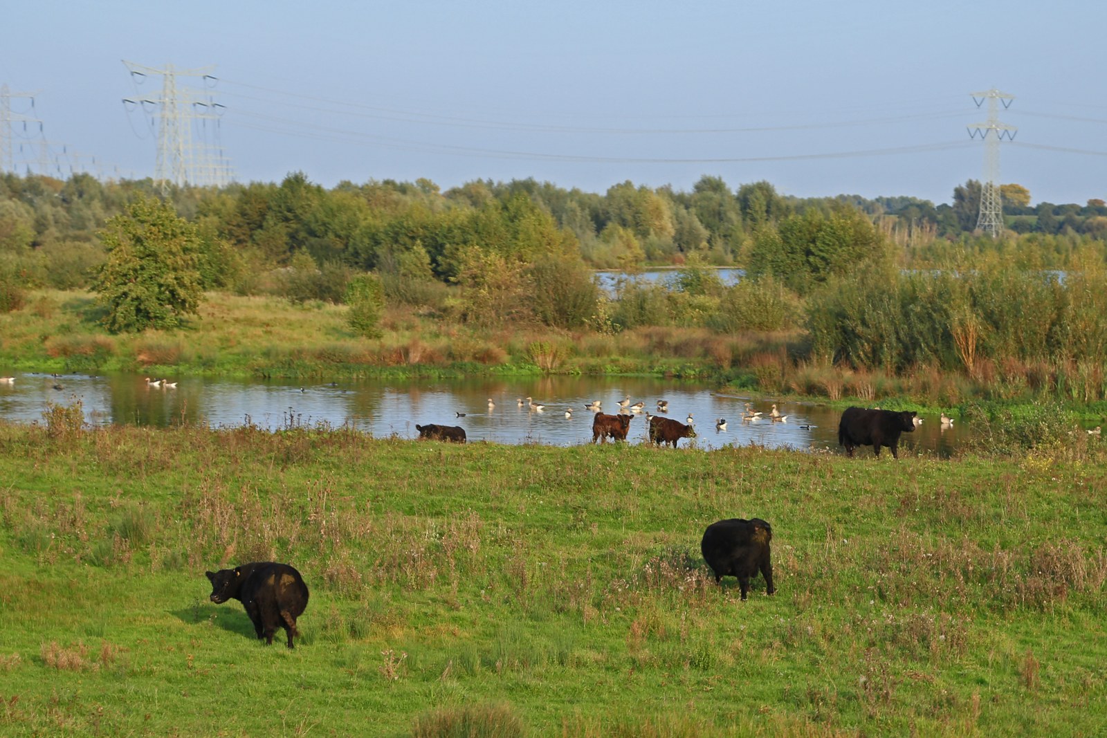 Runderen en watervogels bij een natuurplas op het Eiland in de Maas