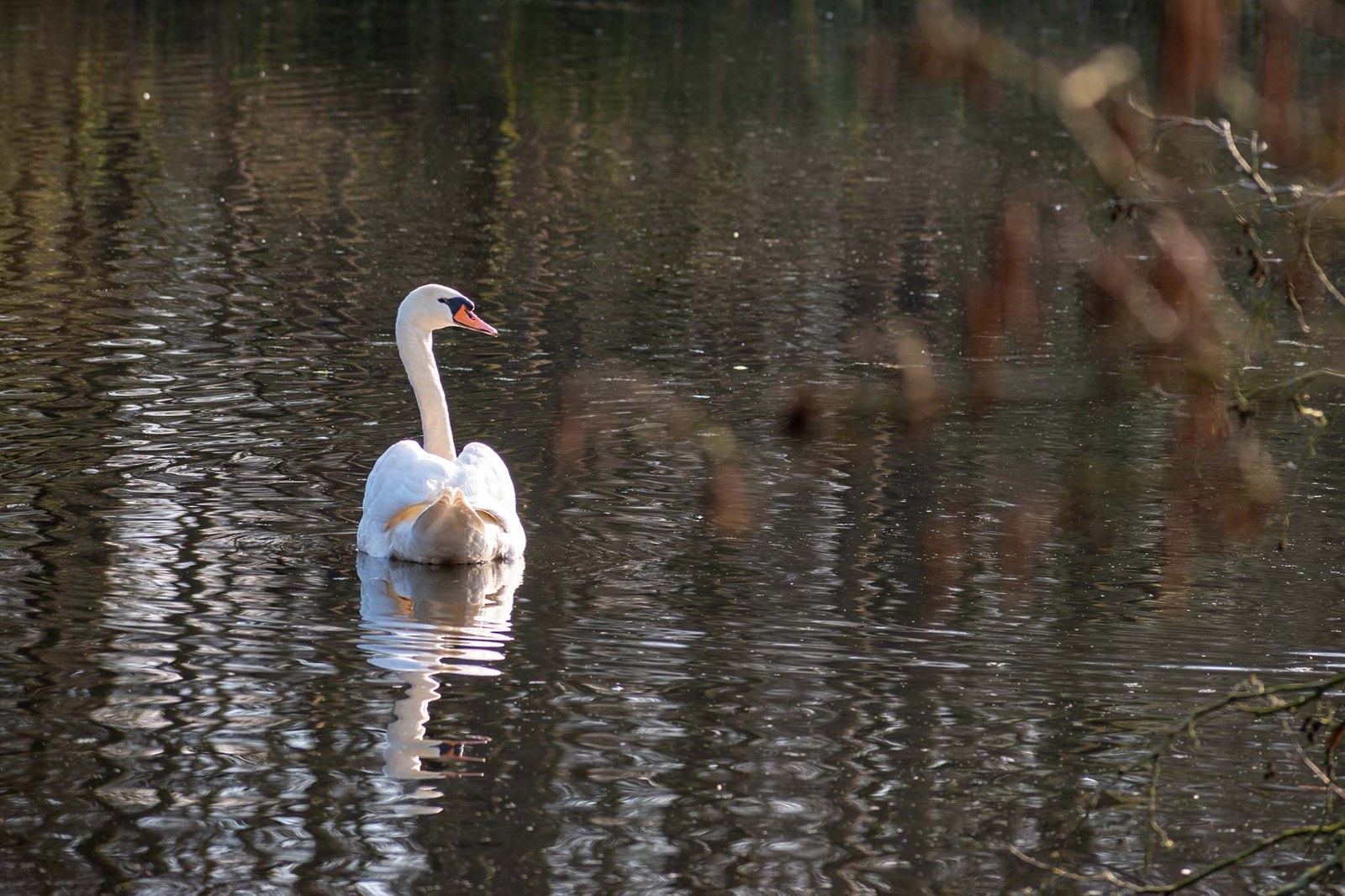 Een witte zwaan op rustig water in de Maasvallei